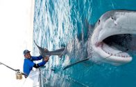Massive 1000lb Tiger Shark caught while Bottom Fishing in the Bahamas – 4K