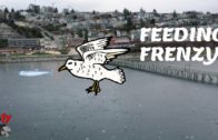 FEEDING FRENZY – Large schools of Pacific Herring