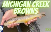 Michigan Creek Brown Trout